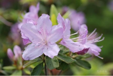 ツツジ　オビキシボリ（尾引絞）｜花の手帖の躑躅図鑑