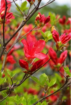 ツツジ　エゾヤマツツジ（蝦夷山躑躅）｜花の手帖の躑躅図鑑