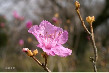ツツジ　ゲンカイツツジ（玄海躑躅）｜花の手帖の躑躅図鑑