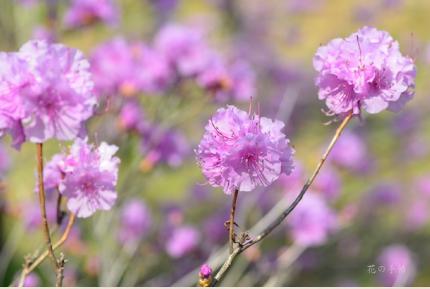 ツツジ　ゲンカイツツジ（玄海躑躅）｜花の手帖の躑躅図鑑