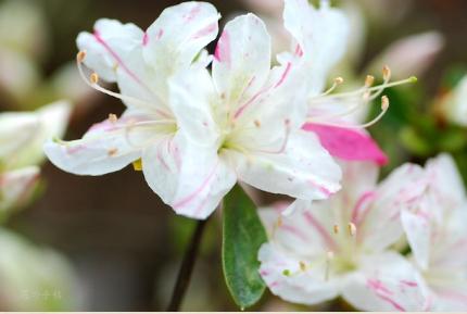 ツツジ　イマヨウニシキ（今様錦）｜花の手帖の躑躅図鑑