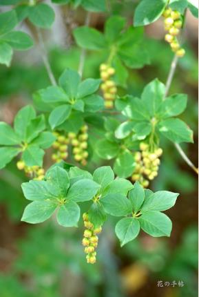ツツジ　｜花の手帖の躑躅図鑑