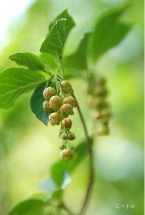 ツツジ　｜花の手帖の躑躅図鑑