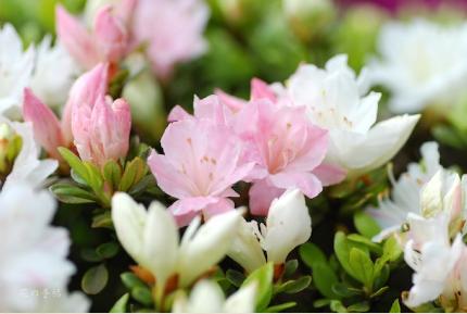 ツツジ　カスガ（春日）｜花の手帖の躑躅図鑑