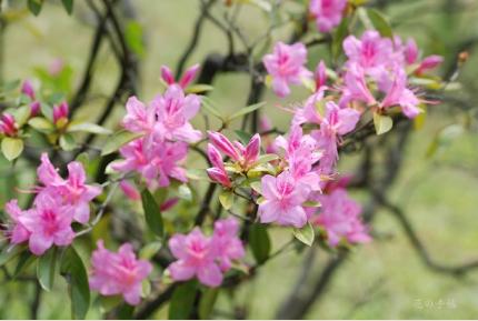 ツツジ　｜花の手帖の躑躅図鑑
