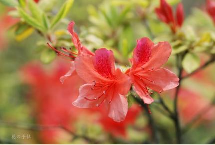 ツツジ　キンモウツツジ（金毛躑躅）｜花の手帖の躑躅図鑑