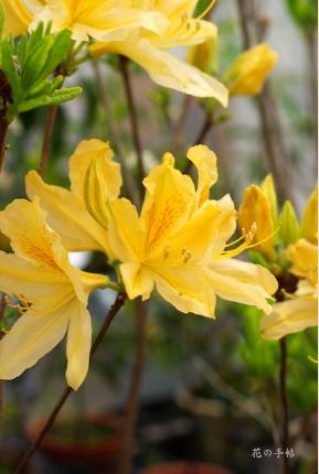 ツツジ　キレンゲツツジ（黄蓮華躑蠋）｜花の手帖の躑躅図鑑