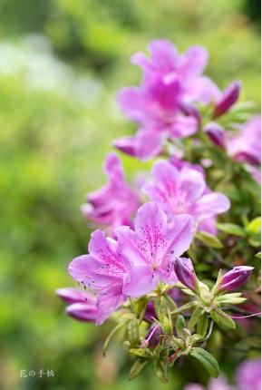 ツツジ　キシツツジ（岸躑躅）｜花の手帖の躑躅図鑑