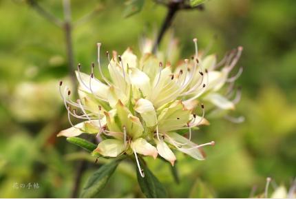 ツツジ　コチョウゾロイ（胡蝶揃）｜花の手帖の躑躅図鑑
