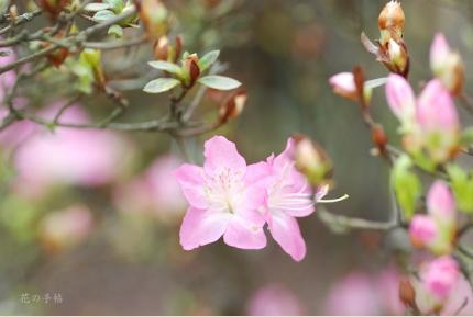 ツツジ　コマチ（小町）｜花の手帖の躑躅図鑑