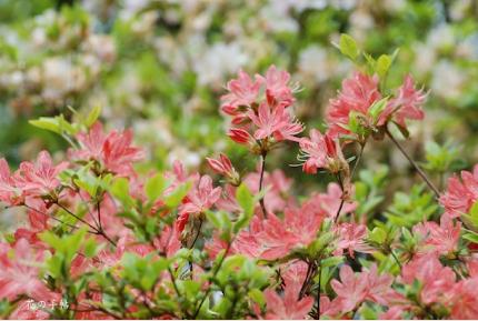 ツツジ　コノハナ（此の花）｜花の手帖の躑躅図鑑