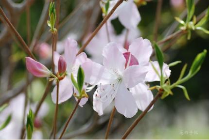 ツツジ　クロフネツツジ（黒船躑躅）｜花の手帖の躑躅図鑑