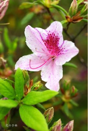 ツツジ　キョウガノコ（京鹿子）｜花の手帖の躑躅図鑑