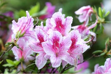 ツツジ　キョウガノコ（京鹿子）｜花の手帖の躑躅図鑑