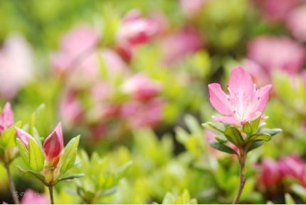 ツツジ　オイノメザメ（老の目覚）｜花の手帖の躑躅図鑑