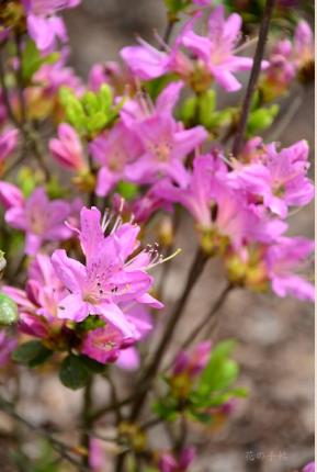 ツツジ　｜花の手帖の躑躅図鑑