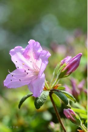 ツツジ　オオリュウキュウ（大琉球）｜花の手帖の躑躅図鑑