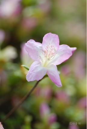 ツツジ　サコン（左近）｜花の手帖の躑躅図鑑