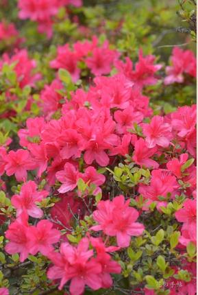 ツツジ　サタツツジ（佐田躑躅）｜花の手帖の躑躅図鑑