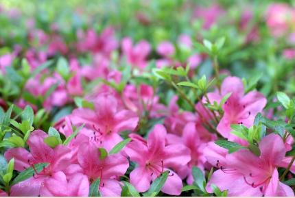 ツツジ　サツキ（皐月）｜花の手帖の躑躅図鑑