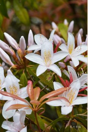 ツツジ　セイシカ｜花の手帖の躑躅図鑑