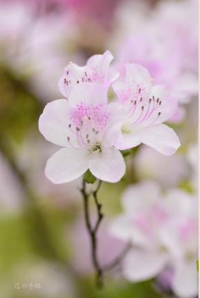 ツツジ　シュンセツ（春雪）｜花の手帖の躑躅図鑑