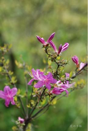 ツツジ　シカヨウツツジ（志佳陽躑躅）｜花の手帖の躑躅図鑑