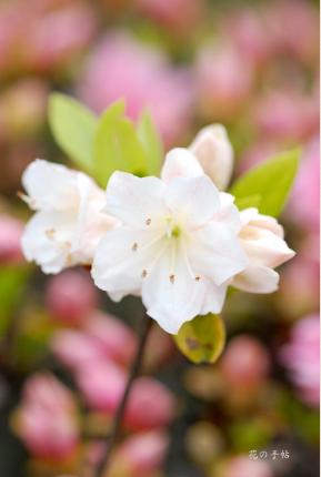 ツツジ　シントキノハガサネ（新鴇の羽重）｜花の手帖の躑躅図鑑