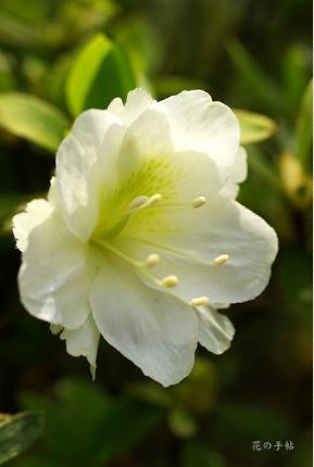 ツツジ　シラタキ（白滝） ｜花の手帖の躑躅図鑑