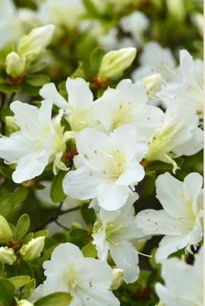 ツツジ　シラタキ（白滝） ｜花の手帖の躑躅図鑑