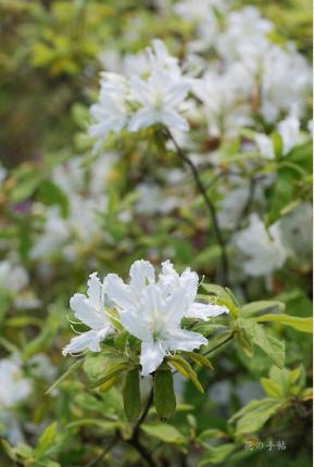 ツツジ　シロバナモチツツジ（白花黐躑躅）｜花の手帖の躑躅図鑑