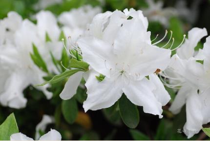 ツツジ　シロクジャク（白孔雀）｜花の手帖の躑躅図鑑