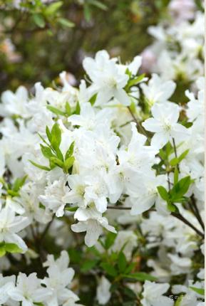 ツツジ　シロリュウキュウ（白琉球）｜花の手帖の躑躅図鑑