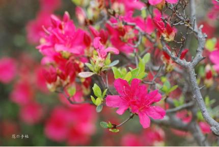 ツツジ　スエツムハナ（末摘花）｜花の手帖の躑躅図鑑