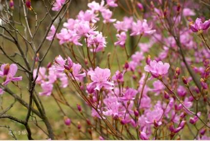 ツツジ　タカクマミツバツツジ（高隈三葉躑躅）｜花の手帖の躑躅図鑑
