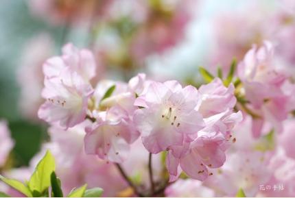 ツツジ　タカサゴ（高砂）｜花の手帖の躑躅図鑑