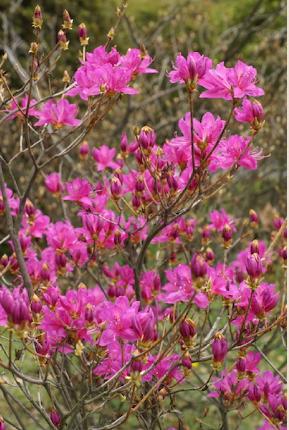 ツツジ　タンナアカツツジ（耽羅赤躑躅）｜花の手帖の躑躅図鑑