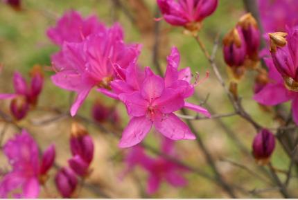 ツツジ　タンナアカツツジ（耽羅赤躑躅）｜花の手帖の躑躅図鑑