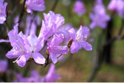 ツツジ　トウゴクミツバツツジ（東国三葉躑躅）｜花の手帖の躑躅図鑑