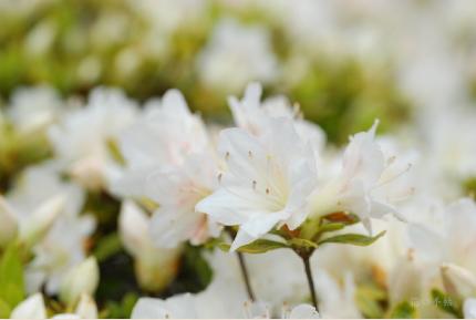 ツツジ　ウスグモ｜花の手帖の躑躅図鑑