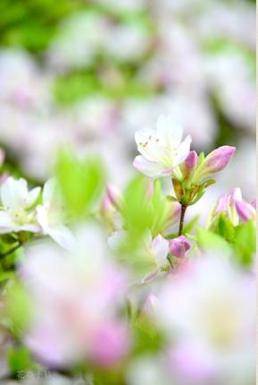 ツツジ　ウスユカリ（薄縁り）｜花の手帖の躑躅図鑑