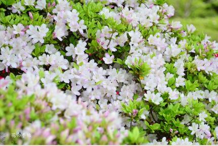 ツツジ　ウスユカリ（薄縁り）｜花の手帖の躑躅図鑑