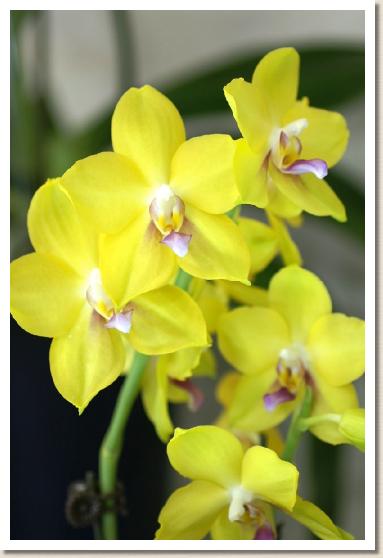 ドリテノプシス