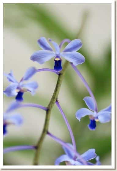 バンダ セルレッセンス 'ヨーコ'