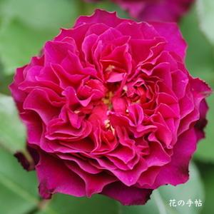 バラ　｜花の手帖のバラ図鑑