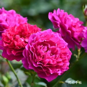 バラ　｜花の手帖のバラ図鑑