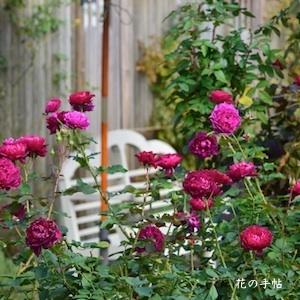 バラ　｜花の手帖のバラ図鑑