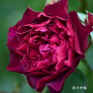 バラ　｜花の手帖のバラ図鑑