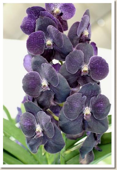 バンダ パクチョン ポスト 'ブルメン インセル'