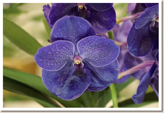 バンダ ソムスリ デライト 'ミシマ'